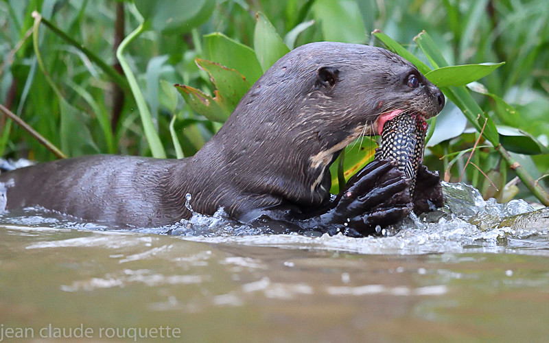  - Pantanal 2018 Porto Jofré