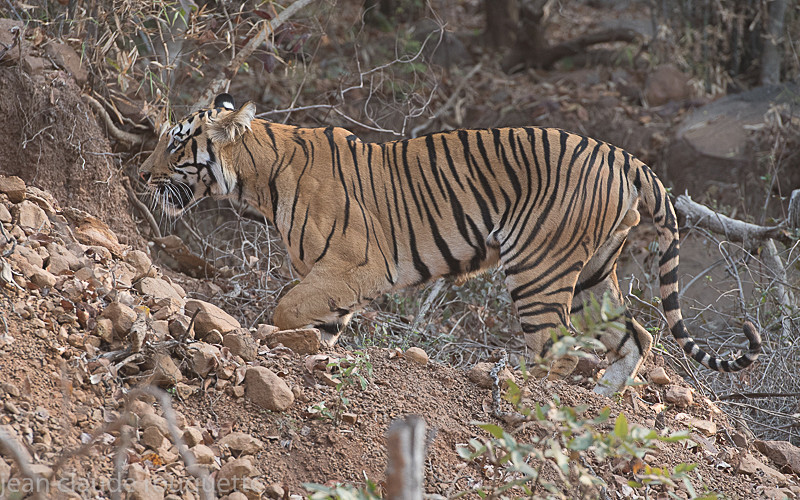  - Tadoba national park 2017