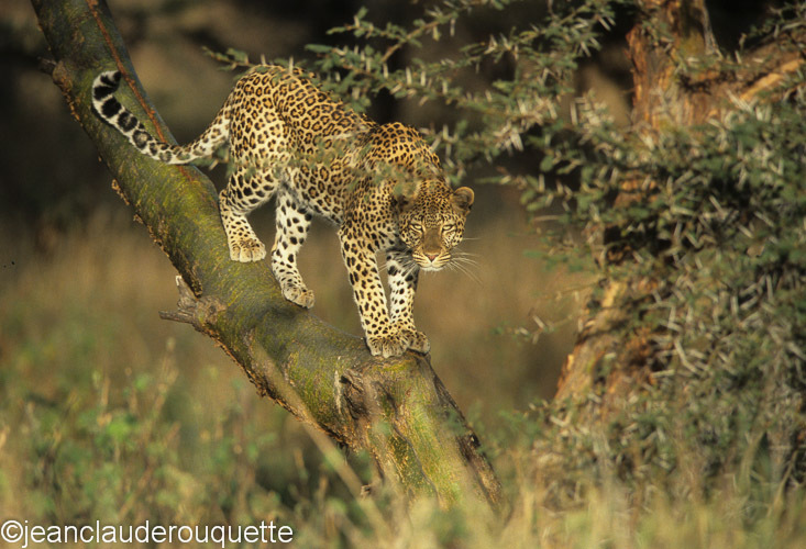 Female leopard looking at us - Serengeti N.P. and N'gorongoro Tanzania 1998, 2005 and 2006