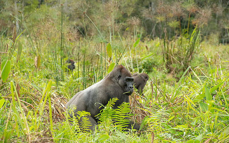 Silver back - Loango national park (Gabon 2024)