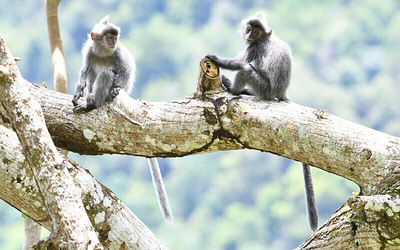 Silver leaf monkeys - Sarawak (avril 2024) Borneo Malaisie