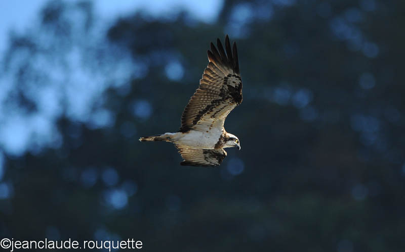 Osprey. - Kanha and Corbet national parks (India 2011)