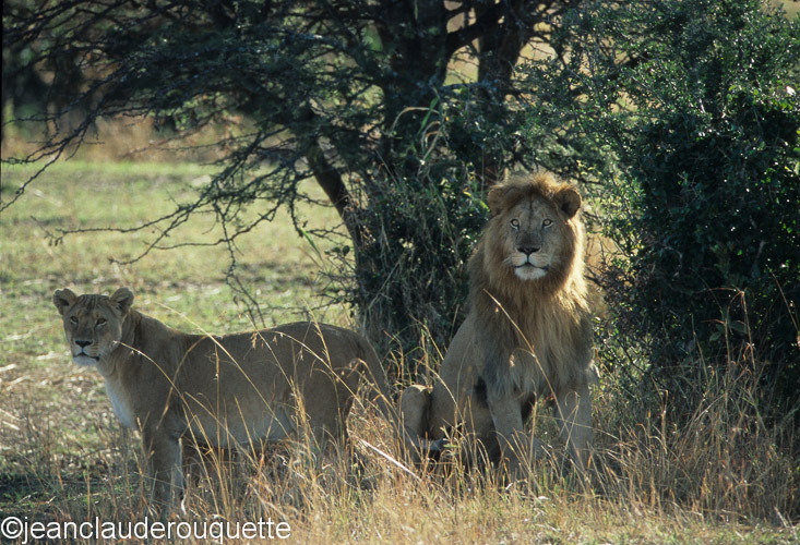 Nice couple at Bolongoja - Serengeti N.P. and N'gorongoro Tanzania 1998, 2005 and 2006