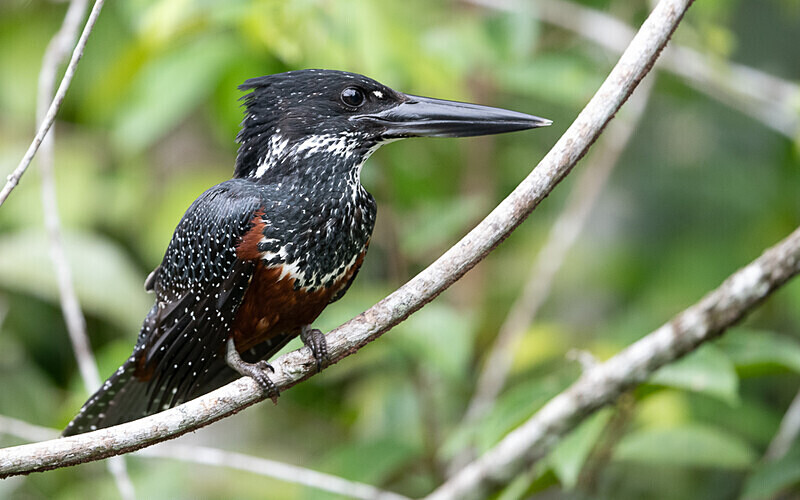 African giant kingfisher - Loango national park (Gabon 2024)
