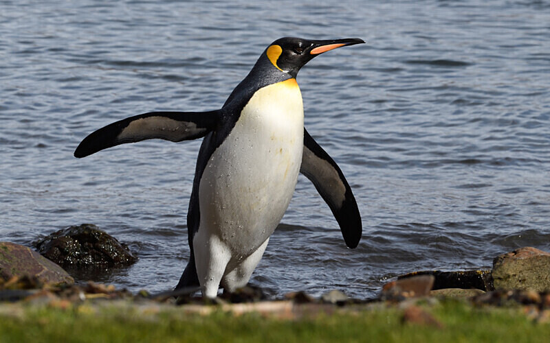 King Penguins Grytviken South Georgia - Ushuaïa Malvinas South Georgia Antartica Peninsula