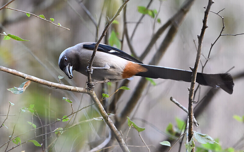 Grey Treepie - Spiti panthère des neiges  Inde 2023