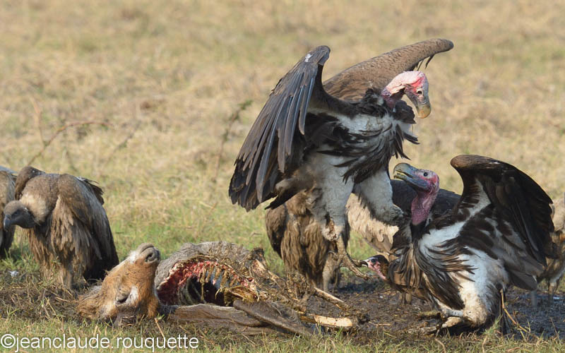 Leopard-faced vulture - Kafue N.P. (Zambia2014)