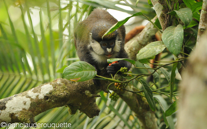 Red tailed monkey - Kibale N.P. Uganda 2012
