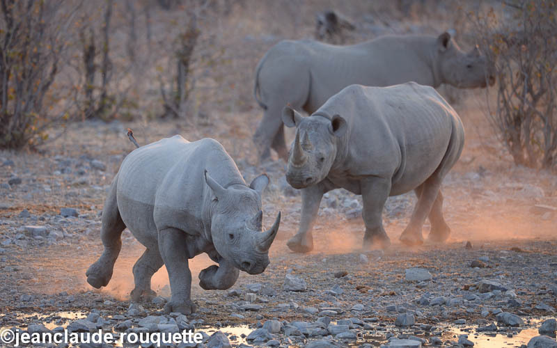  - Etosha N.P.(Namibia 2013)