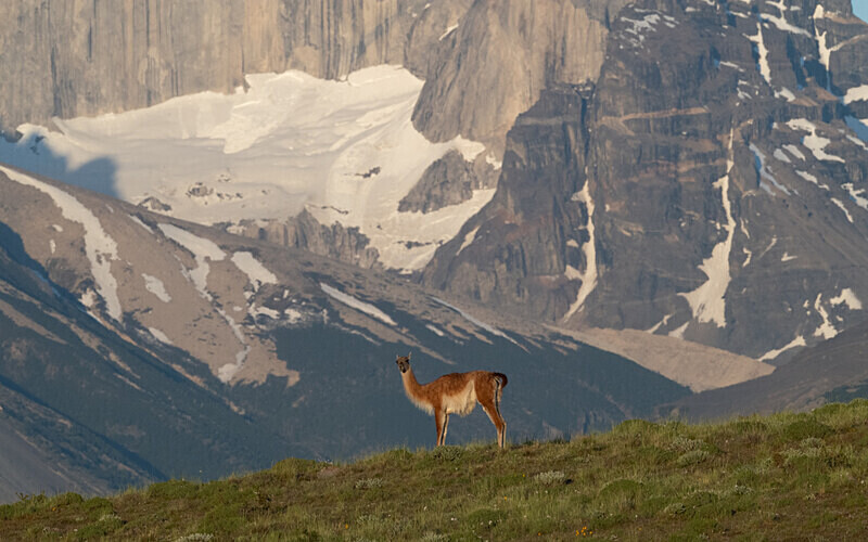 Guanaco - Patagonie Chilienne: Magellan Channel and Torres del Paine N.P.