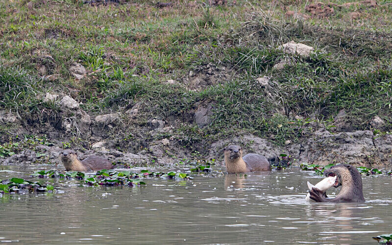 Otters family with a fish - Kaziranga National Park Noth East India 2025