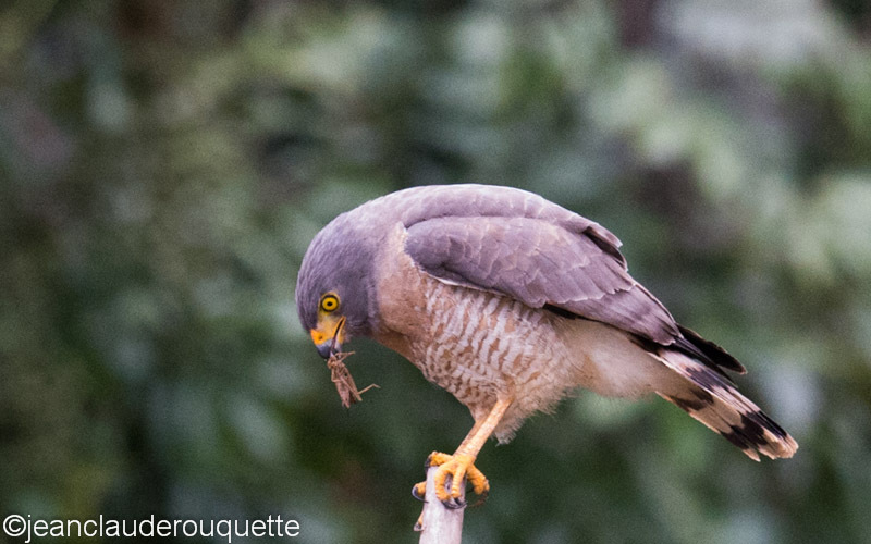 Roadside Hawk - Manu national park (Peru 2015)