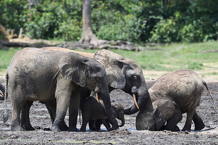  - Dzanga Sangha National Park (République Centrafricaine) 2019