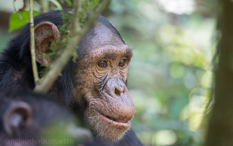 Kibale - Uganda 2016