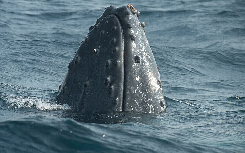 Humpback whale - Loango national park (Gabon 2024)