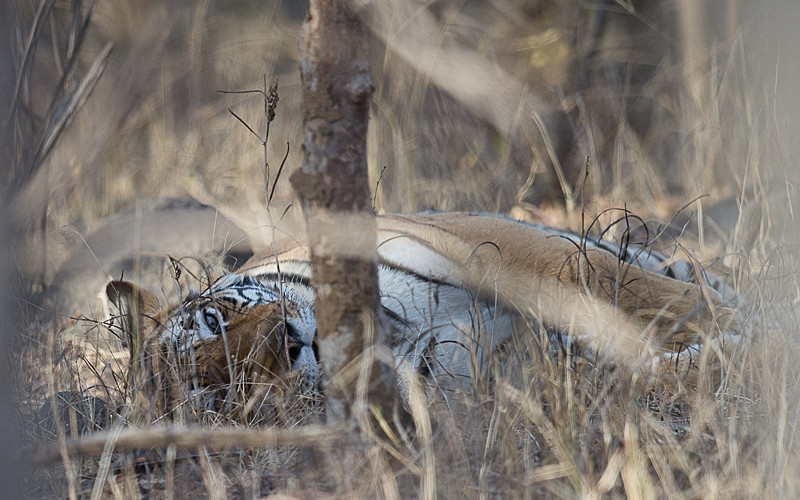  - Ranthambhore 2017