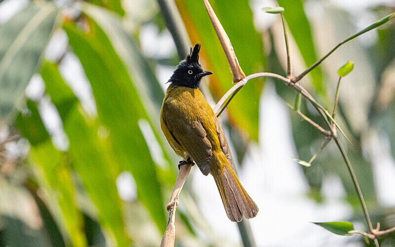 Black-crested Bulbul - Latpanchar