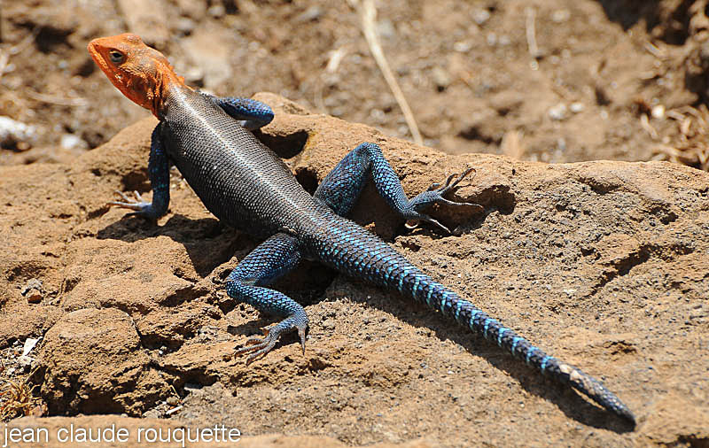 Red Headed Rock Agama - Lake nakuru national park ( Kenya 2009)