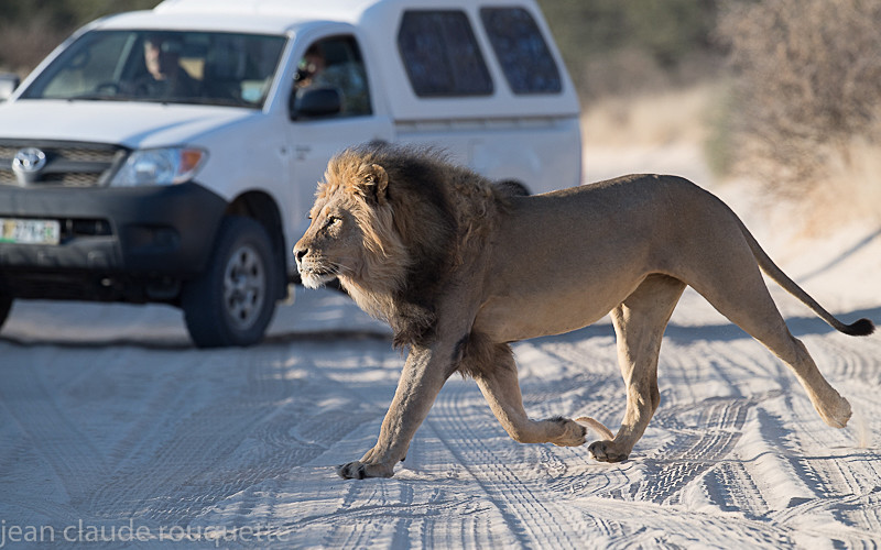  - Kgalagadi transfrontier park (2017)