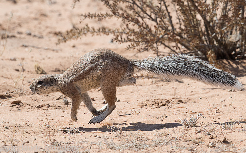 Ground squirrel - Kgalagadi transfrontier park (2017)