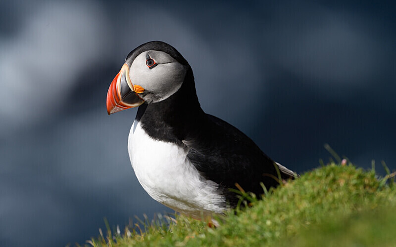 Herma Ness - Shetlands and Cairngorn national park (Scotland)