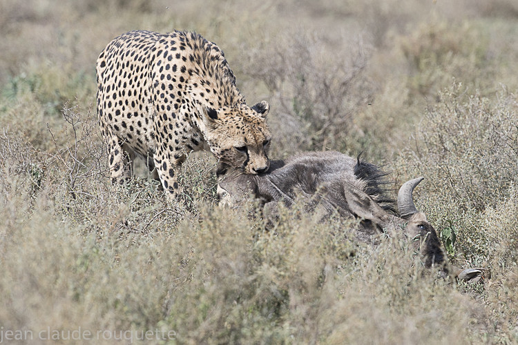  - Serengeti N.P. and N'Gorongoro Tanzania 2018
