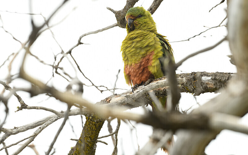 Austral Parakeet - Patagonie Chilienne: Magellan Channel and Torres del Paine N.P.