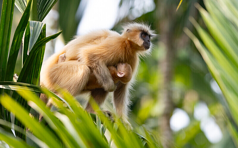 Golden Langur - Manas National Park North East India 2025