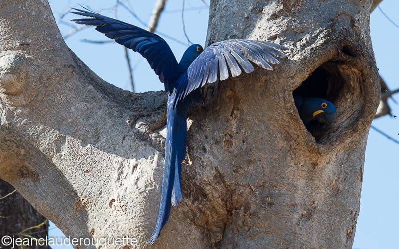 Hyacinth macaws - Pantanal Brazil 2015