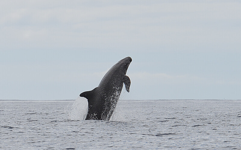 A false killer whale breaching - Açores 2020