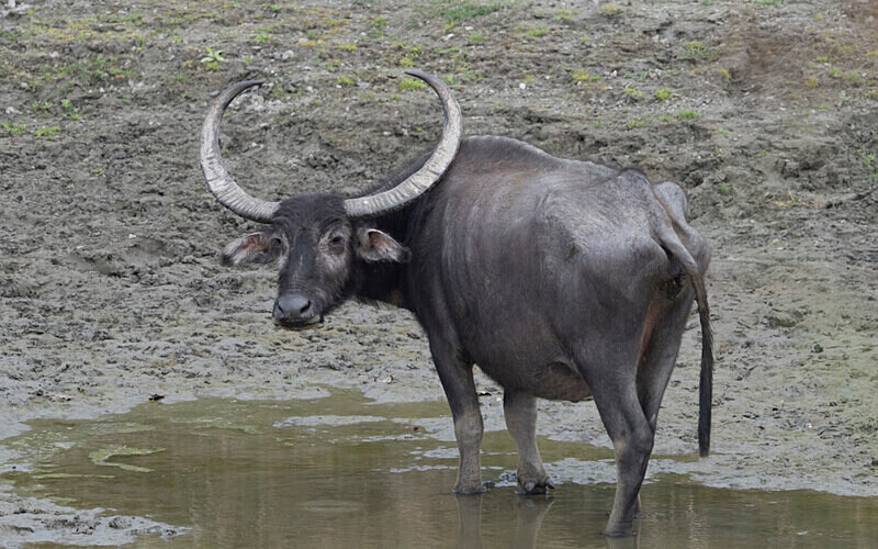 Buffaloe - Kaziranga National Park Noth East India 2025
