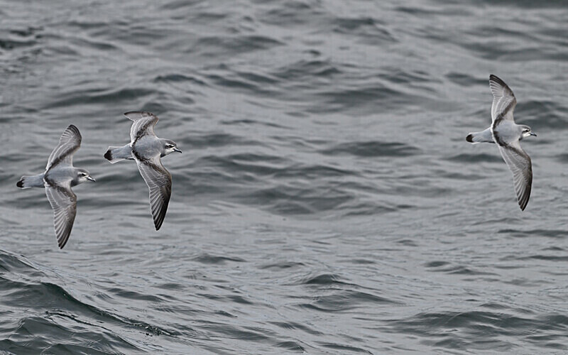 Slender-Billed Prion - Ushuaïa Malvinas South Georgia Antartica Peninsula