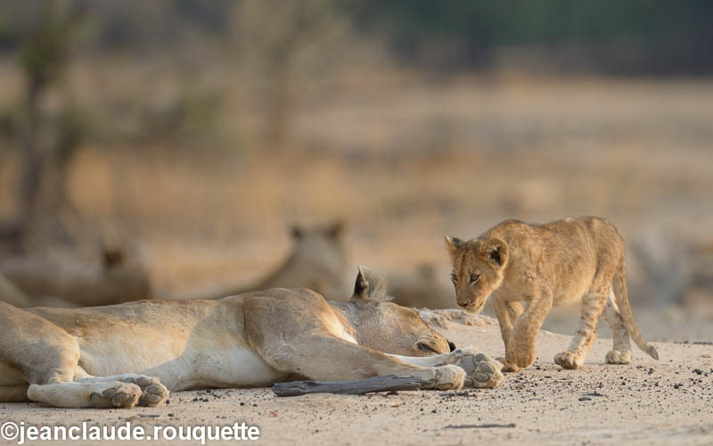  - South Luangwa 2014 (Zambia)