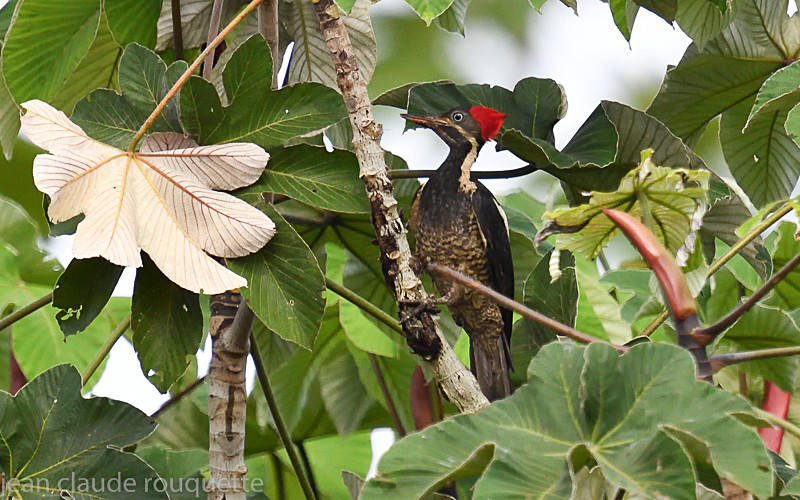 Crimson-crested woodpecker - Mamiraua (brésil 2018)