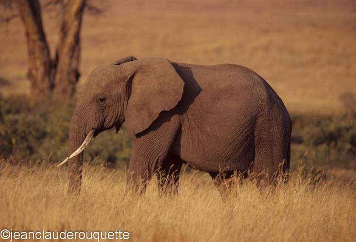 Elephant in the N'gorongoro crater - Serengeti N.P. and N'gorongoro Tanzania 1998, 2005 and 2006