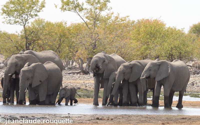 Elephant's family at the Water-hole - Etosha N.P.(Namibia 2013)