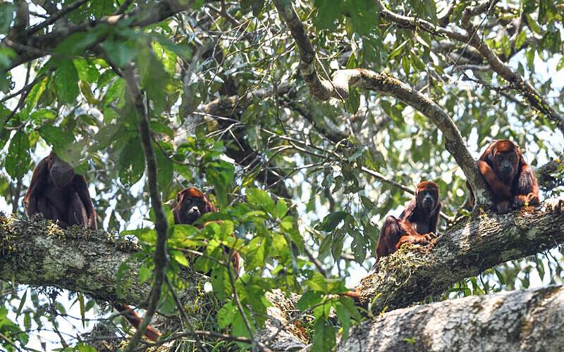 Howler Monkeys - Pacaya Samiria Pérou 2022
