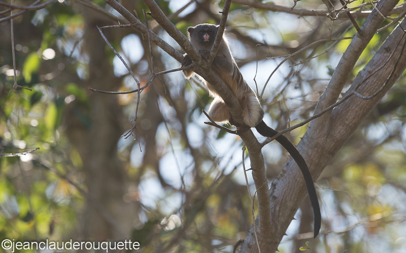 Black tailed marmoset - Pantanal Brazil 2015
