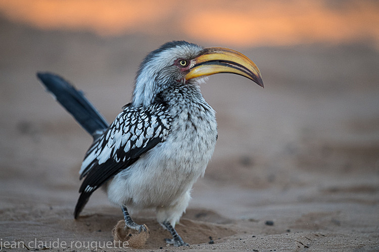 Southern yellow-billed hornbill - Kgalagadi transfrontier park (2017)
