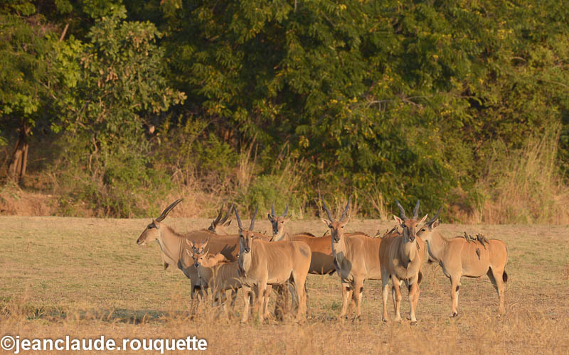 Elands - South Luangwa 2014 (Zambia)