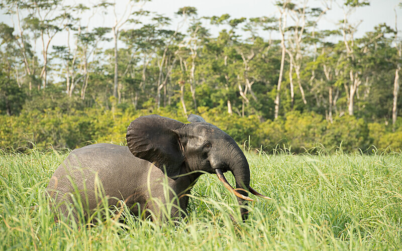  - Loango national park (Gabon 2024)