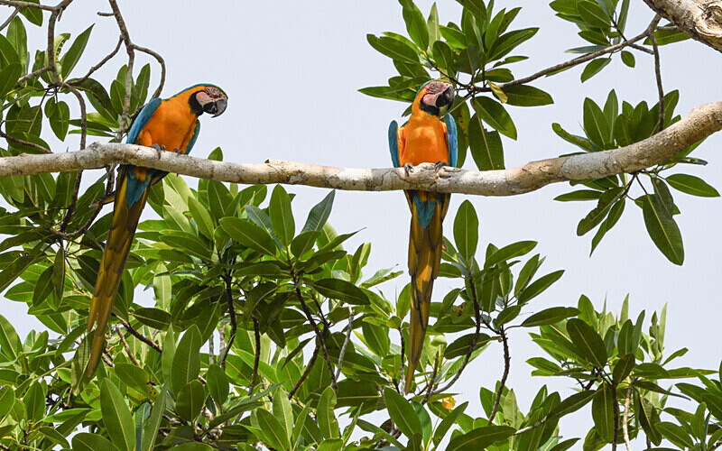 Blue and yellow macaw - Pacaya Samiria Pérou 2022