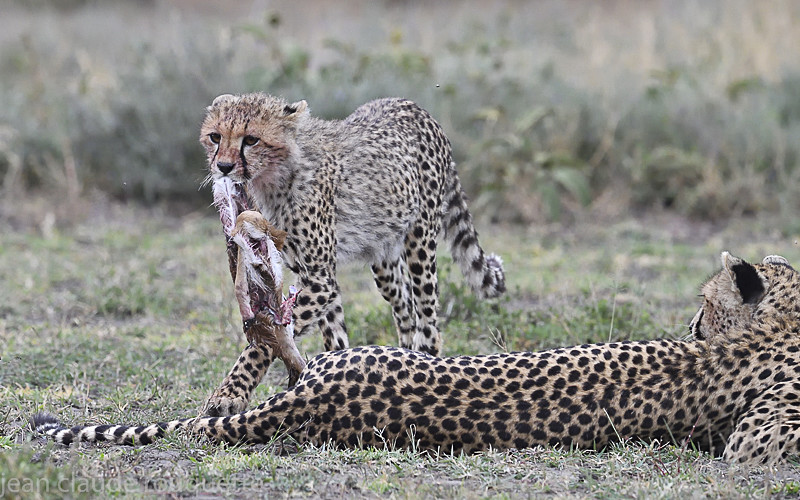  - Serengeti N.P. and N'Gorongoro Tanzania 2018