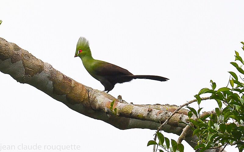 Green Turaco - Odzala National Park (République du Congo (2019)
