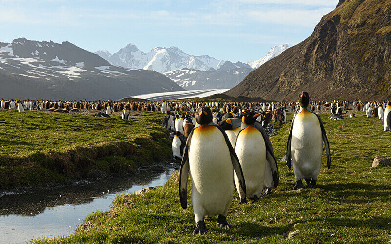  - Ushuaïa Malvinas South Georgia Antartica Peninsula