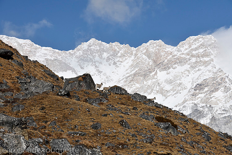 Blue sheep and Kanchenjunga - Kanchenjunga trek (2018)
