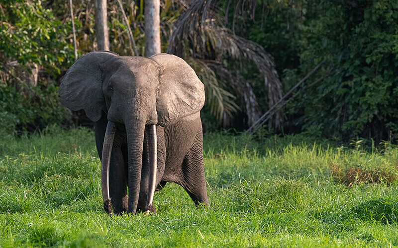  - Loango national park (Gabon 2024)