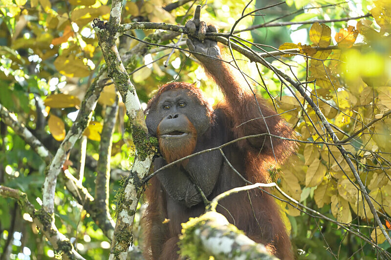 Danum valley - Sabah avril 2024 Borneo Malaisie
