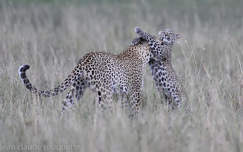  - Serengeti N.P. and N'Gorongoro Tanzania 2018