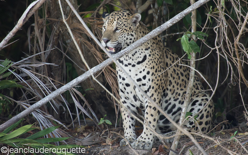 Jaguar - Pantanal Brazil 2015